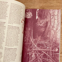 Catnip Issue 2